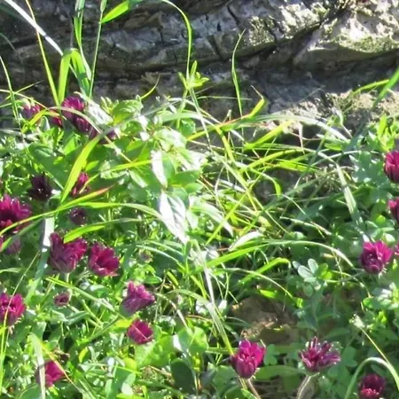 In Mit Schoenem Garten Διαμέρισμα Capoliveri (Isola d'Elba)