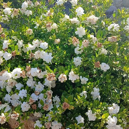 Διαμέρισμα In Mit Schoenem Garten *