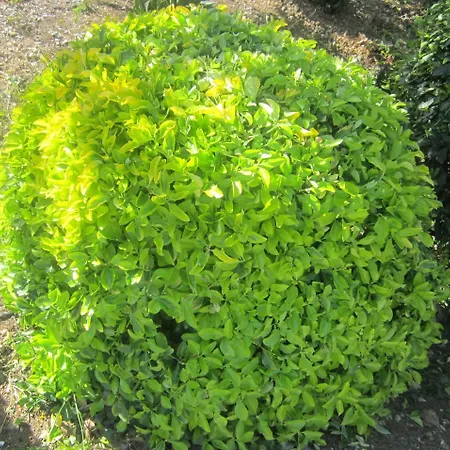 Διαμέρισμα In Mit Schoenem Garten