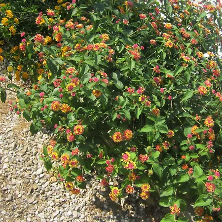 In Mit Schoenem Garten Διαμέρισμα Capoliveri (Isola d'Elba)