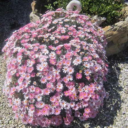 Διαμέρισμα In Mit Schoenem Garten Capoliveri (Isola d'Elba)